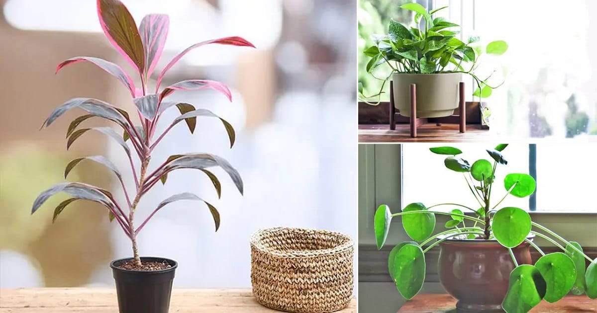 Did You Know These 5 Plants Can Bring Love, Luck & Prosperity To Your Life? - Nurserylive