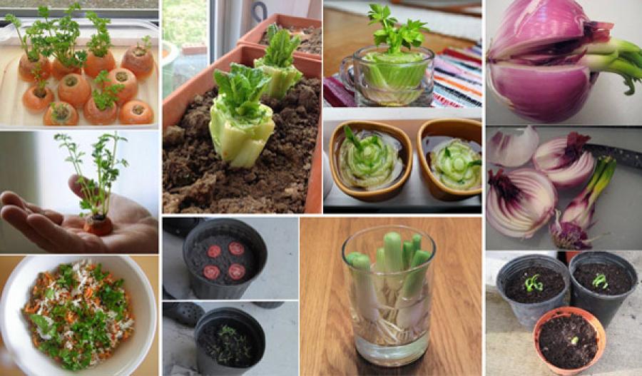 14 vegetables that you can eat once and regrow forever - Nurserylive