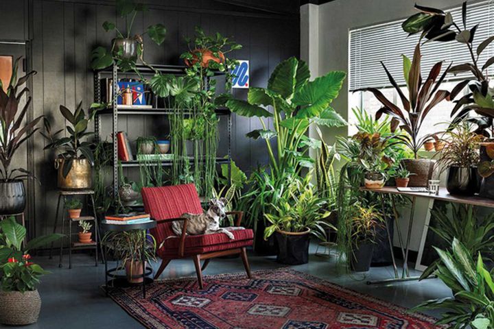 How many plants do I need in my house?