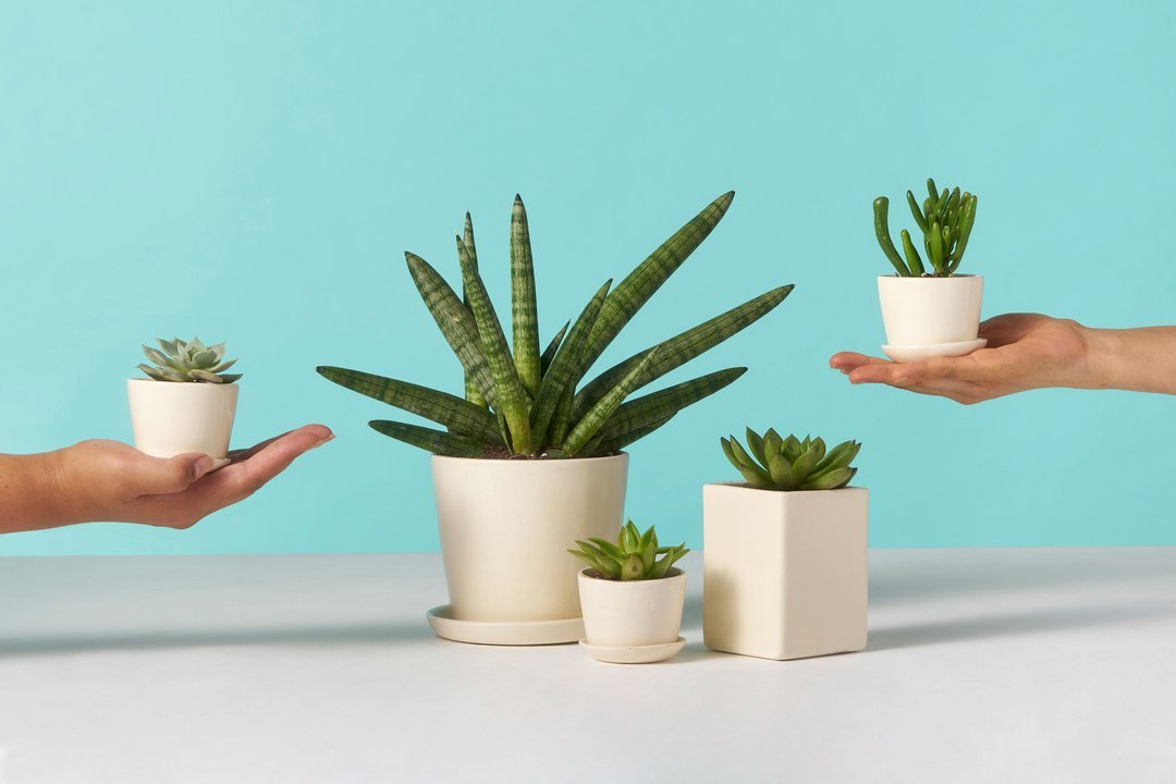 7 ‘plant-health’ hacks every plant parent should know