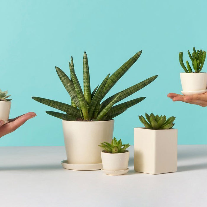 7 ‘plant-health’ hacks every plant parent should know