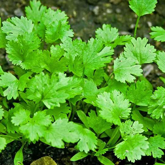 Coriander a must grow for every kitchen garden - Nurserylive