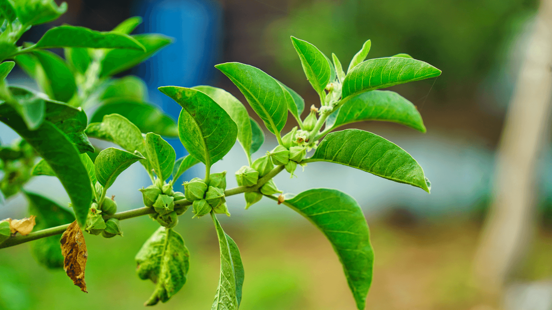 Magical Ashwagandha: A secret weapon to fix stress, love life & boost energy