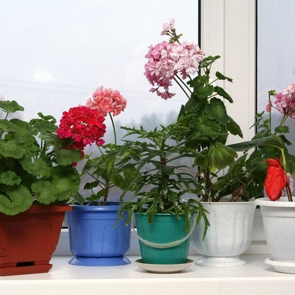 Monsoon- The best time to grow these 5 flowering plants