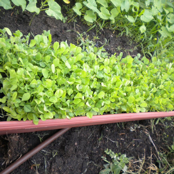 Homegrown Methi- A herb with impressive health benefits!