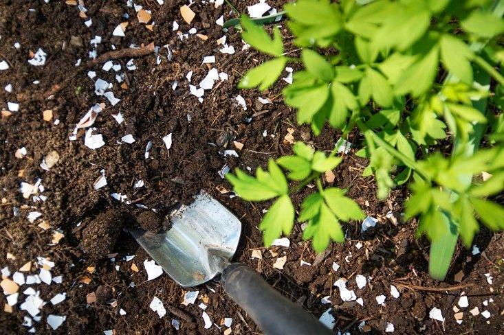 Home Composting- transform soil into a healthier home for plants! - Nurserylive