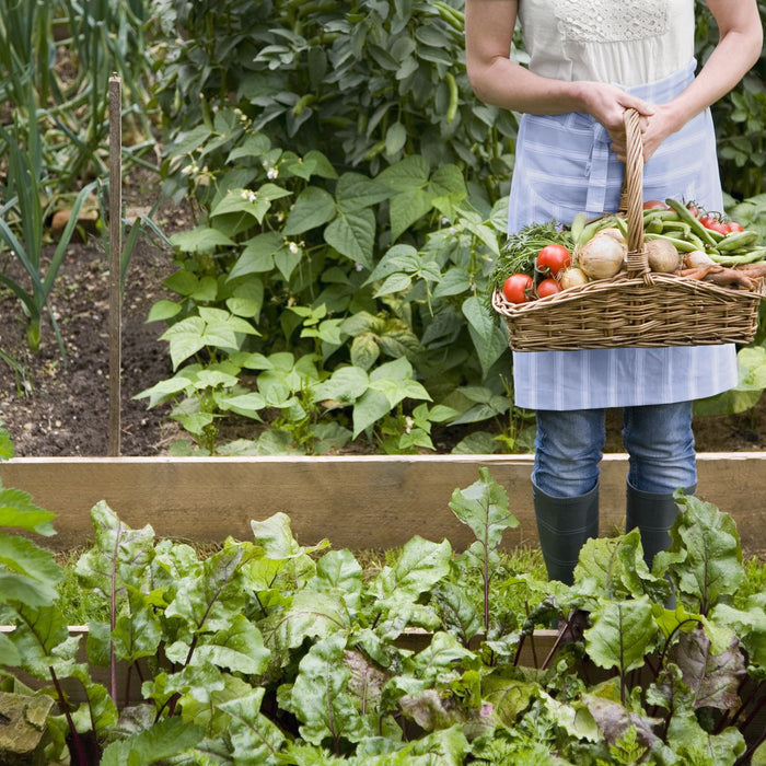 Can you grow vegetables in the shade ? Yes, Here are 32 veggies. - Nurserylive