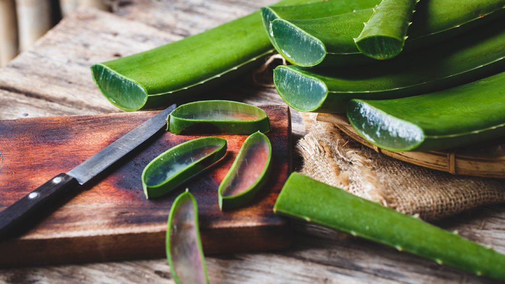 Aloe Vera - The Plant of Immortality