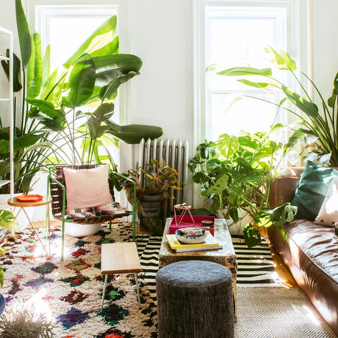 7 Plant Decor Ideas That Are Both Unique and Budget-Friendly