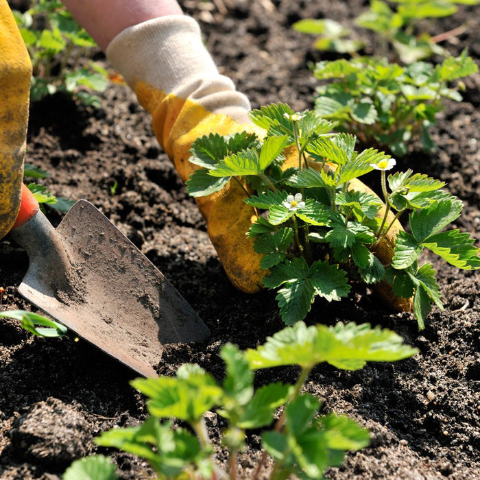 How Gardening Can Give You Sense Of Accomplishment?