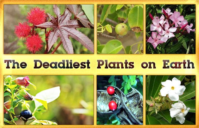 8 Most Poisonous Plants in the World