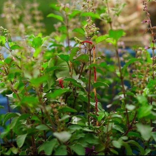 The Mighty Tulsi Plant: Unveiling Its Healing Powers and Growing Tips