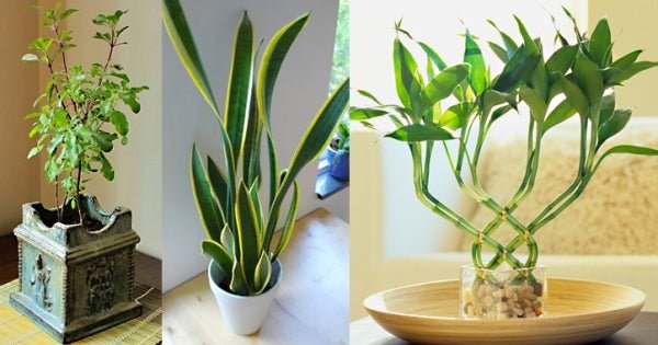 Buying These 8 Plants Will Improve Your Home's Vastu