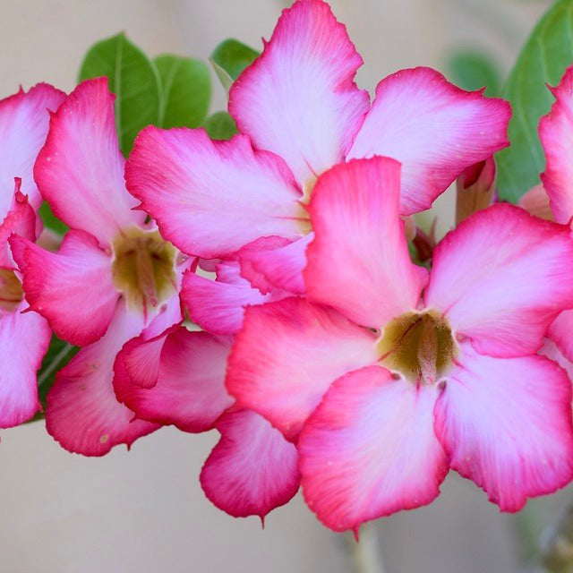 adenium