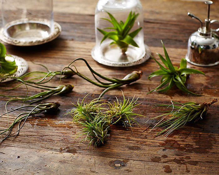 9 Facts About Air Plants Nobody Tells You