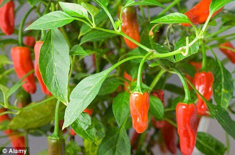 Tips to grow chillies in the container at home