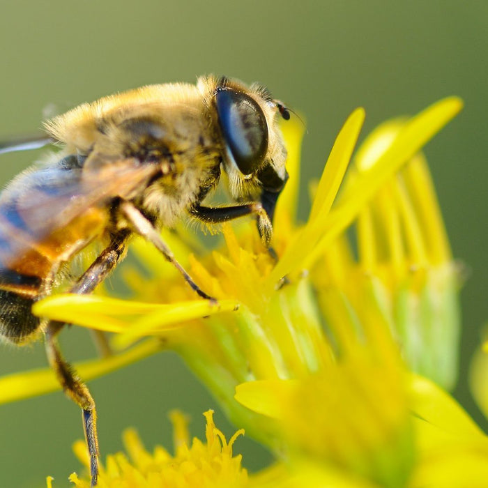 This is how you can save the bees that feed the world - Nurserylive