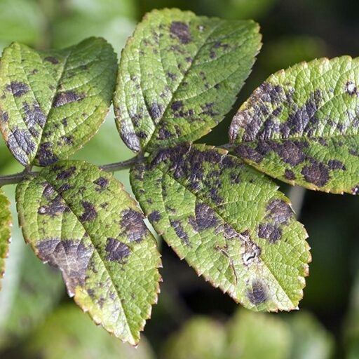 6 Outdoor Plant Diseases That Can Be Damaging Your Plants