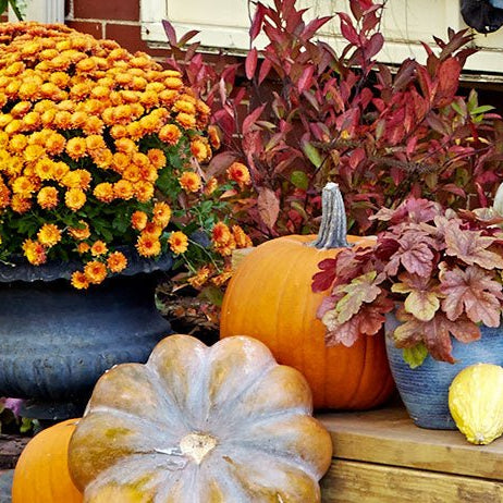 8 Plants Perfect For Your Fall Garden