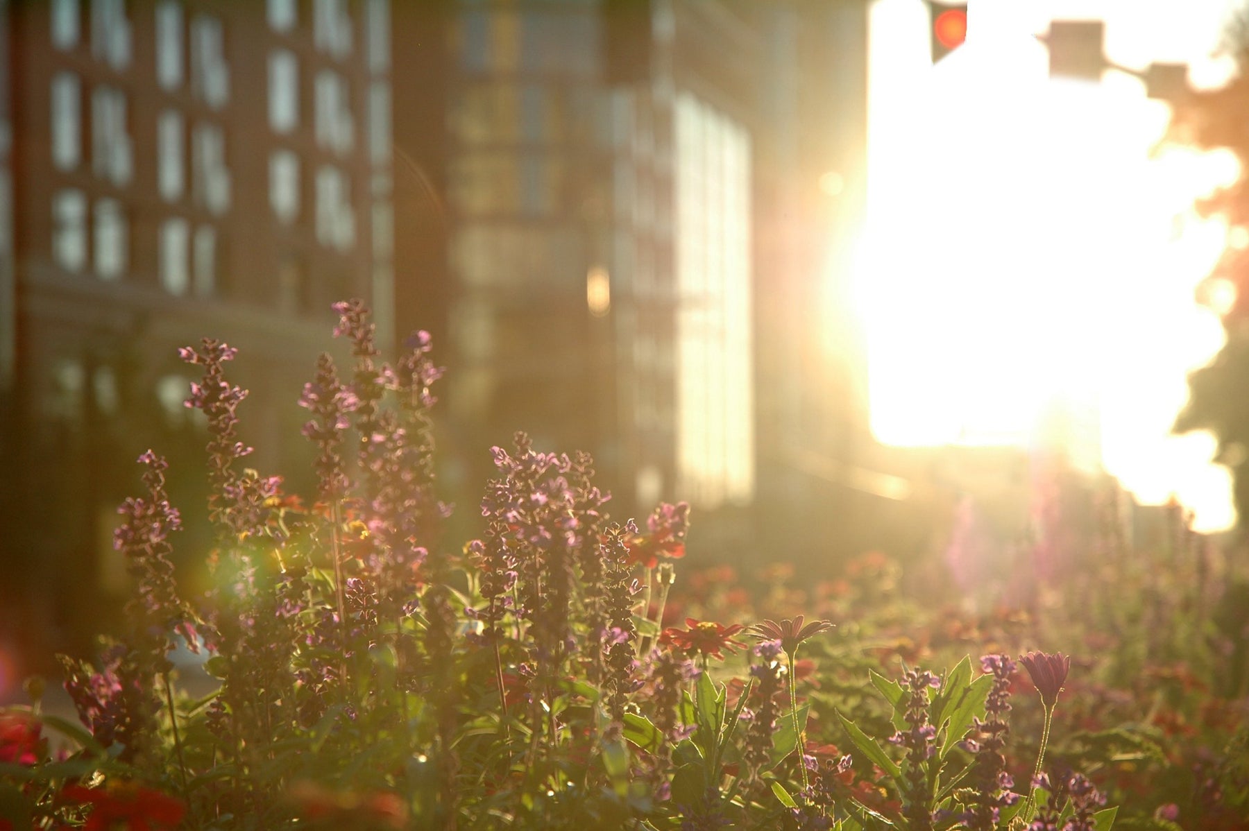 Tips to care for your heat-stressed home garden - Nurserylive