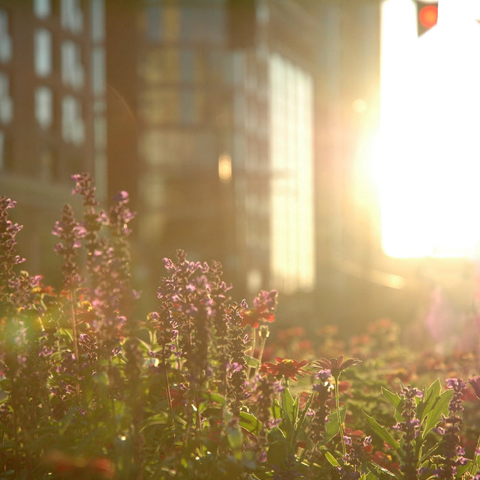 Tips to care for your heat-stressed home garden - Nurserylive