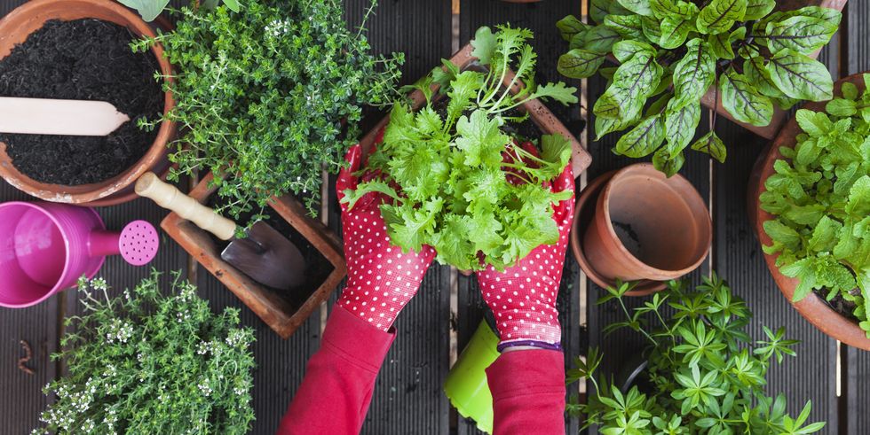 Why You Must Build Your Very Own Home Garden?