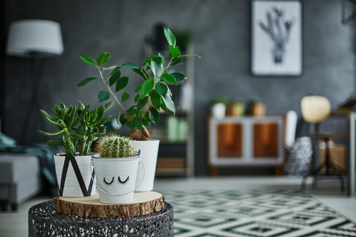 These 7 House Plants Will Keep Your House Cool In Summers