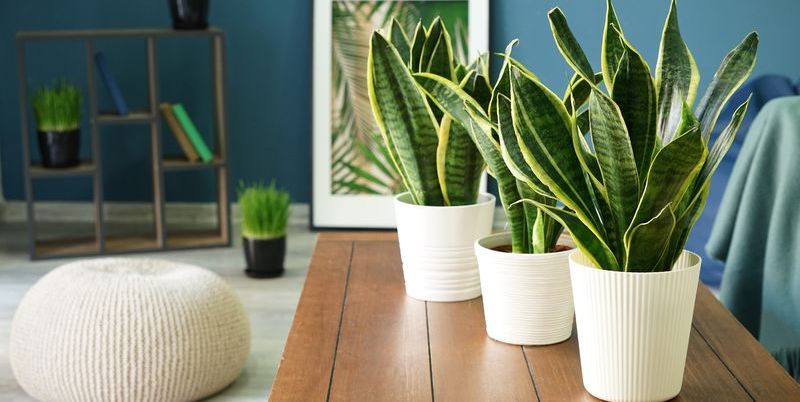 Benefits, Care, Type, and Propagation of Snake Plants: The Ultimate Guide