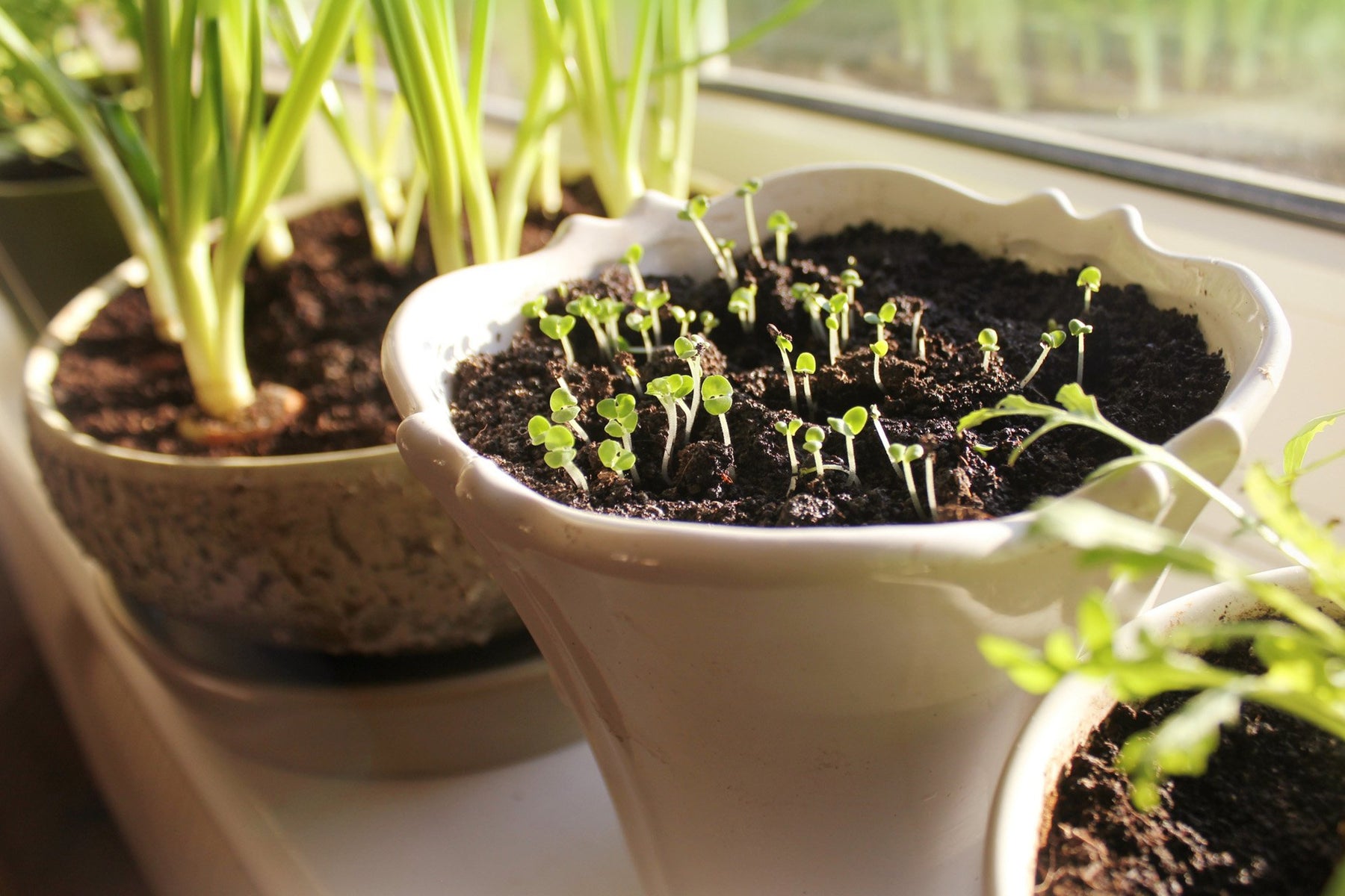 Quarantine vBlog : Regrowing food from your own kitchen? - Nurserylive