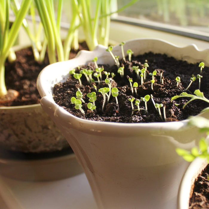 Quarantine vBlog : Regrowing food from your own kitchen? - Nurserylive