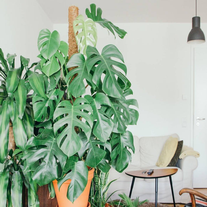 The Power of Positivity - Why Plants Are A Perfect Fit For The Workplace (2/2) - Nurserylive