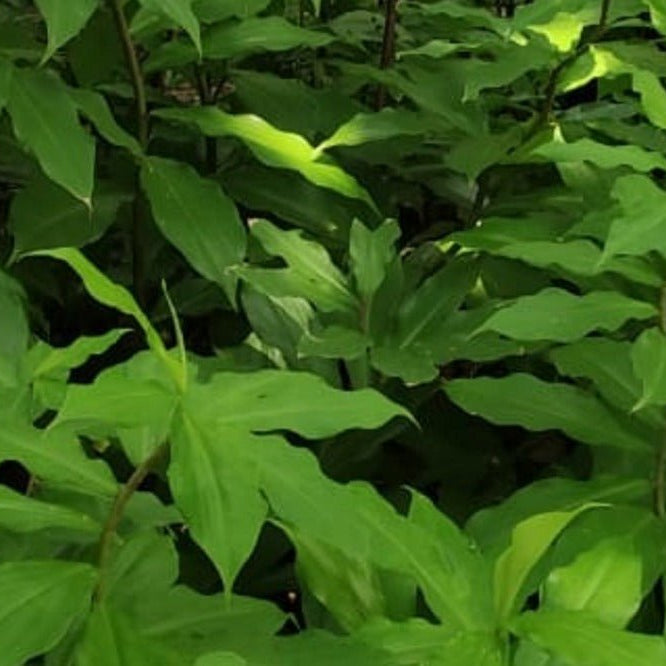 This secret Plant is Natures cure against diabeties