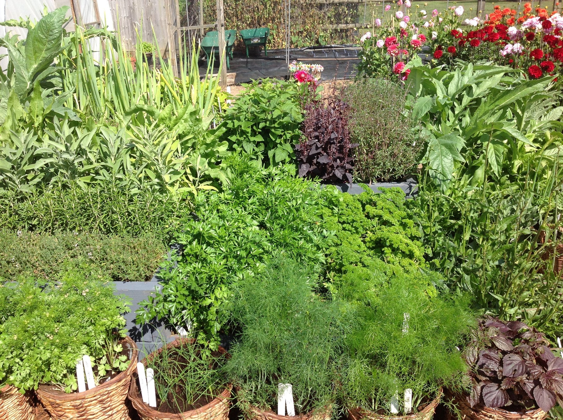 Healthy herbs for refreshing monsoon garden - Nurserylive