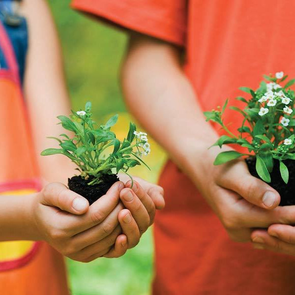 Gardening for Kids ‚Äì Six values that are reinforced when taking care of a ‚ÄòPlant Buddy‚Äô (1/3) - Nurserylive