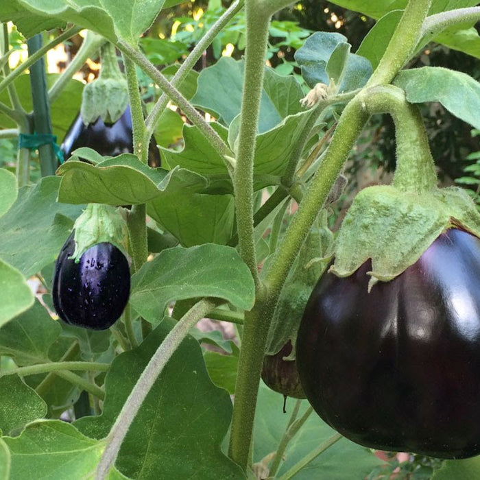 Grow organic brinjals in home garden! - Nurserylive