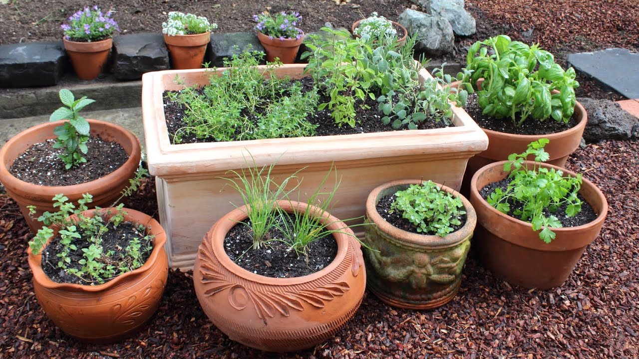 Top picks for your eco-friendly home garden