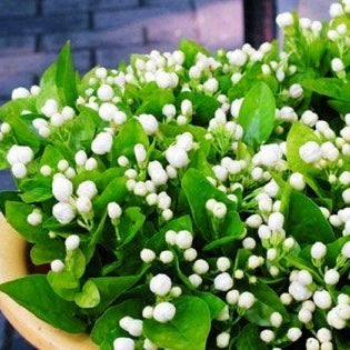 Why this plant is symbol of love, purity, and beauty ?