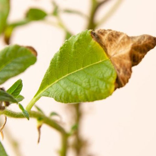 What does it indicate when the tips of indoor plant leaves turn brown?