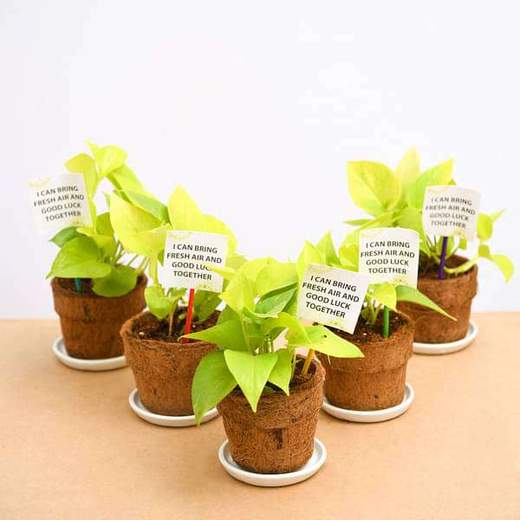 5 Reasons Why Plants Are Best Corporate Gifts