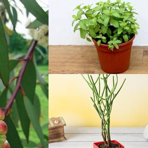 Popular Indoor Plants to Get Rid of Annoying Lizards