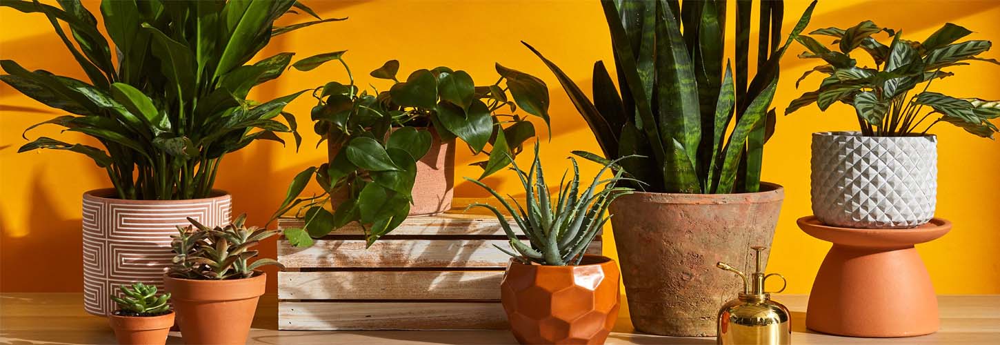 These Plants Will Calm Your Planets And Will Ease Your Sufferings