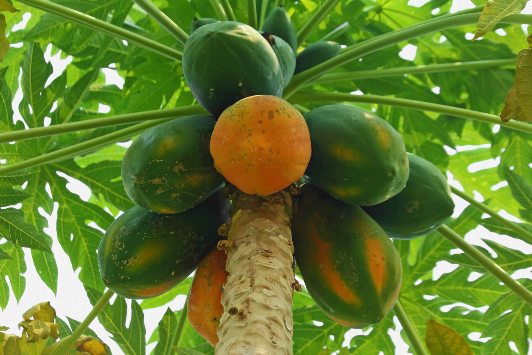 Why is Papaya amongst the world's healthiest fruits?