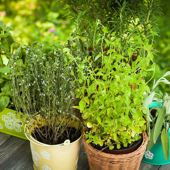 32 Medicinal Plants to keep at your Home Always - Nurserylive