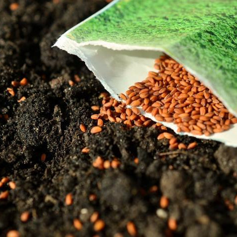 Seed gardening tips for growing vegetables at home - Nurserylive