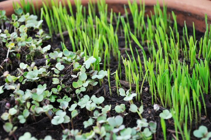 How to grow microgreens at home? - Nurserylive