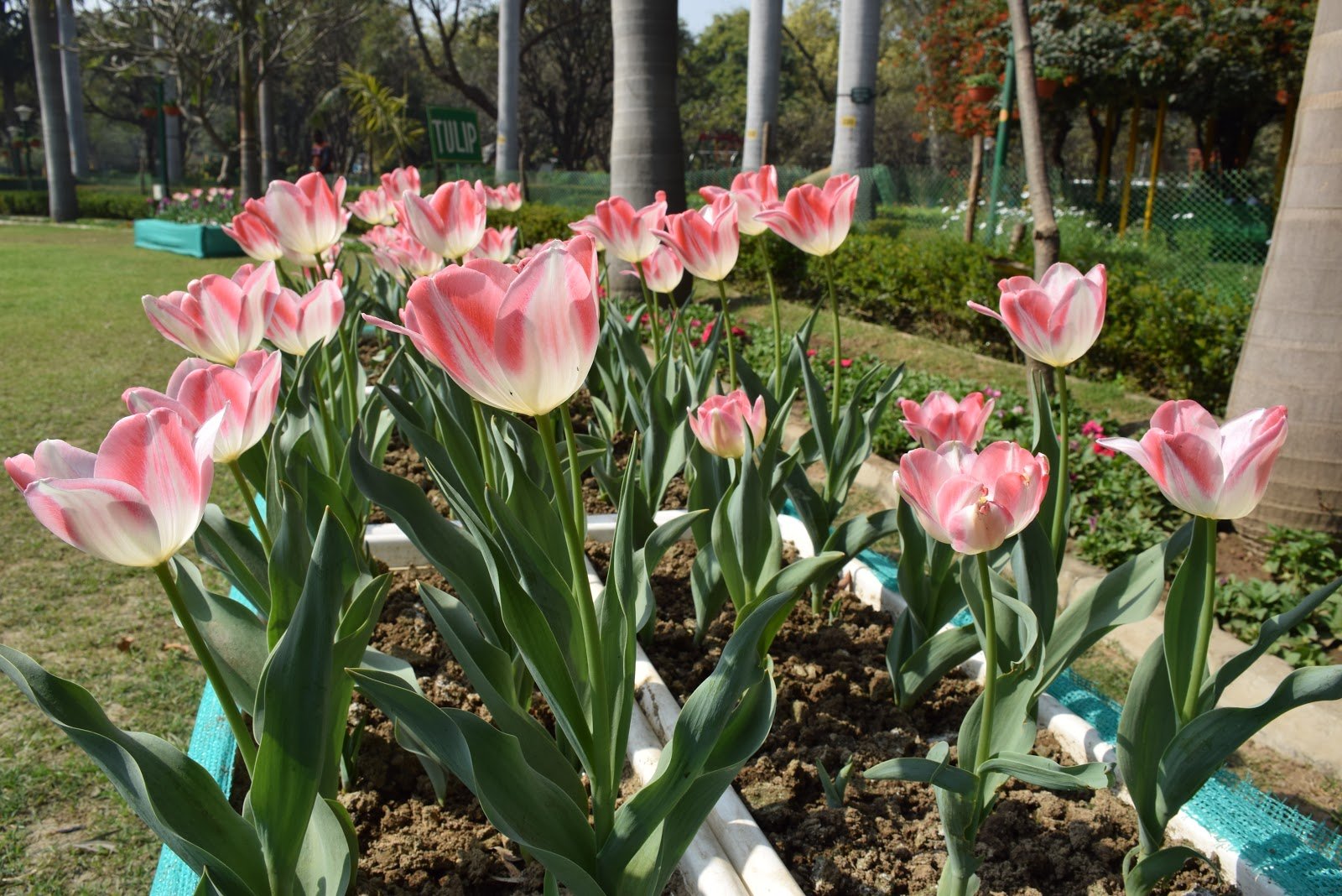 Your Ultimate Guide To Grow Tulip Garden