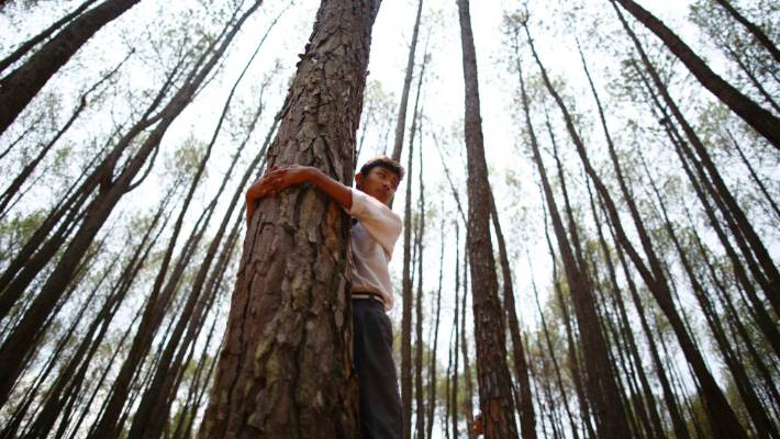 "We are standing up for woods and trees"- Let's celebrate Tree Day!