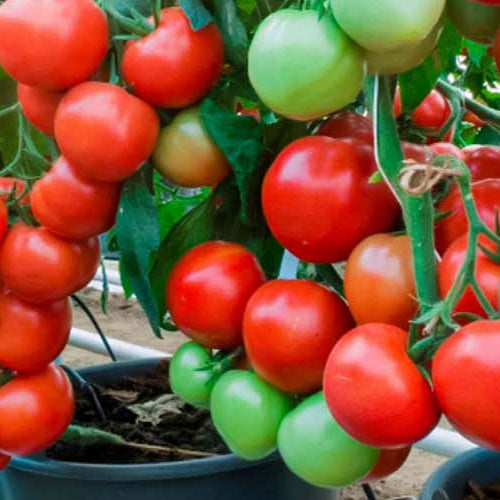 The Perfect Vegetable Calendar For Indian Terrain You Will Ever Come Across