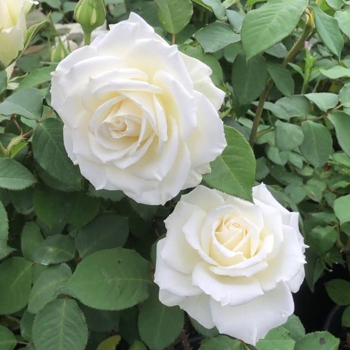 white rose