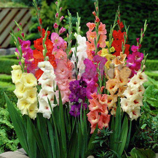 Gladiolus Flower Bulbs